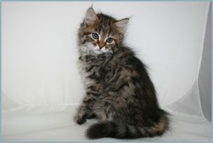 Female Siberian Kitten from Deedlebug Siberians